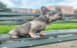 French Bulldog dogs for sale: Marcus - Image 6