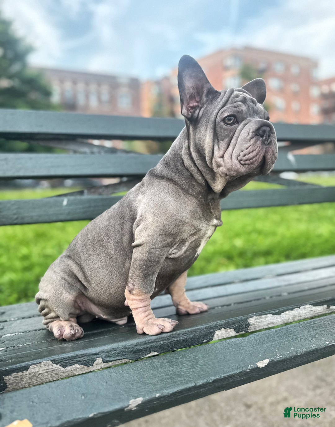 French Bulldog dogs for sale: Marcus - Image 6