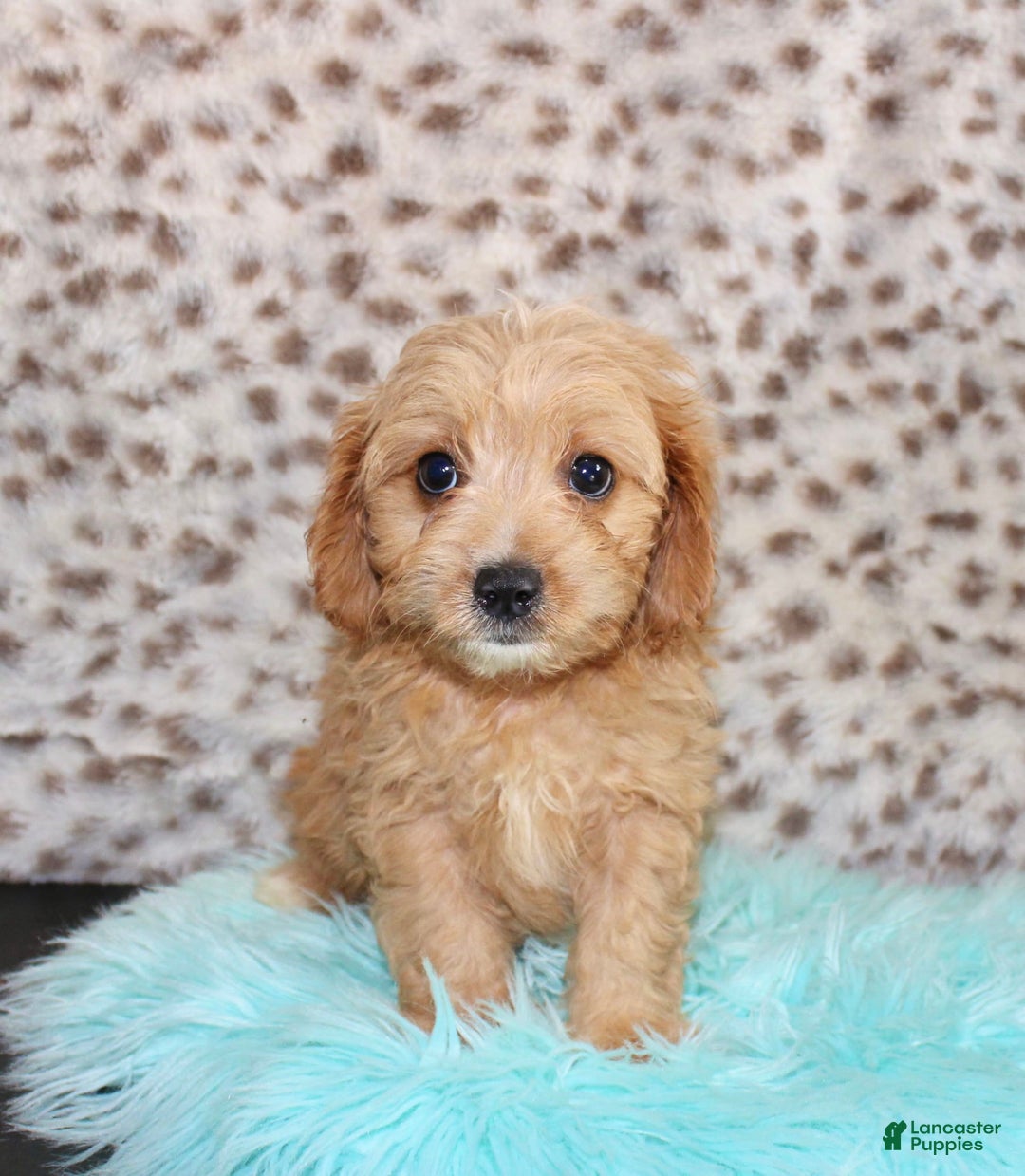 Cavapoo dogs for sale: Cavapoo 7 puppies - Image 1