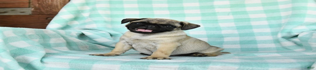 Nacho