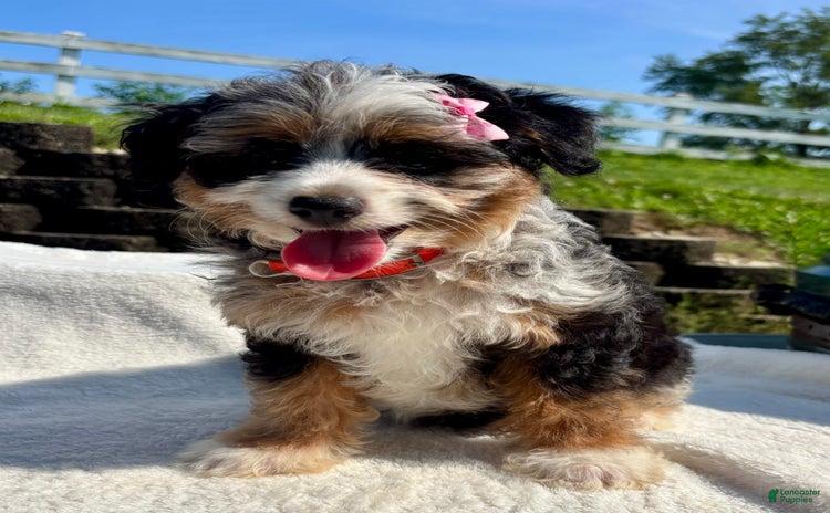 Australian Shepherd dogs for sale - Ad 4