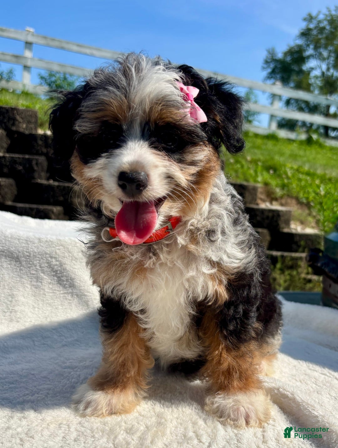 Australian Shepherd dogs for sale: Chloe Mini - Image 1