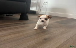 Chihuahua dogs for sale: Titus - Image 3