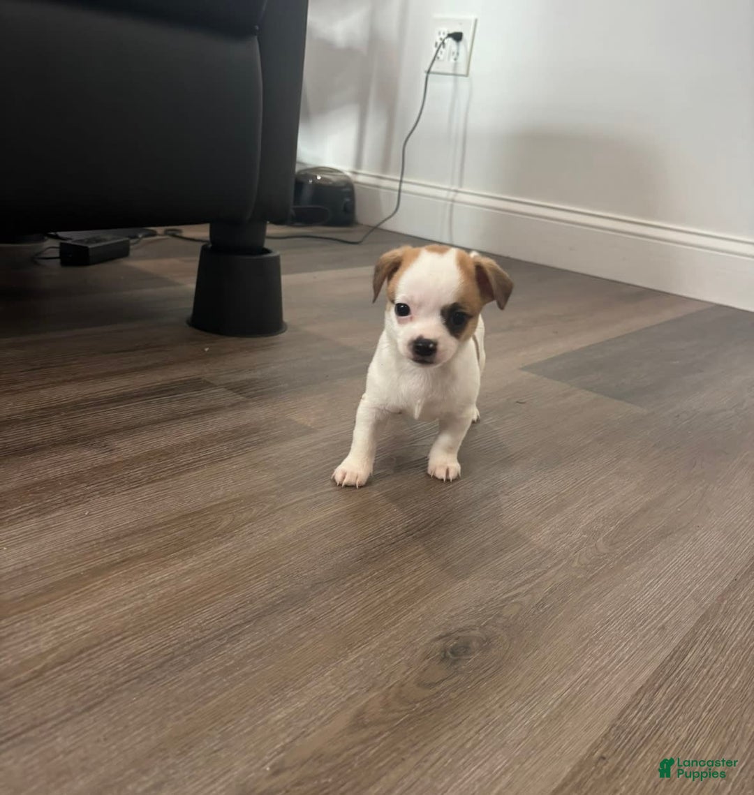 Chihuahua dogs for sale: Titus - Image 3