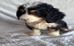 Mini Bernedoodle dogs for sale: Max - Image 8