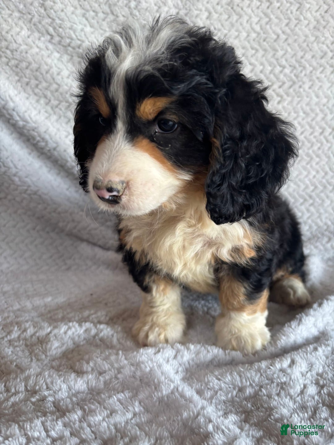 Mini Bernedoodle dogs for sale: Max - Image 8