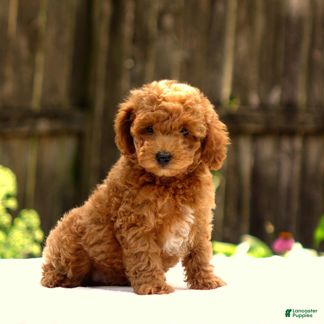 Toy Poodle dogs for sale: Dylan - Image 3