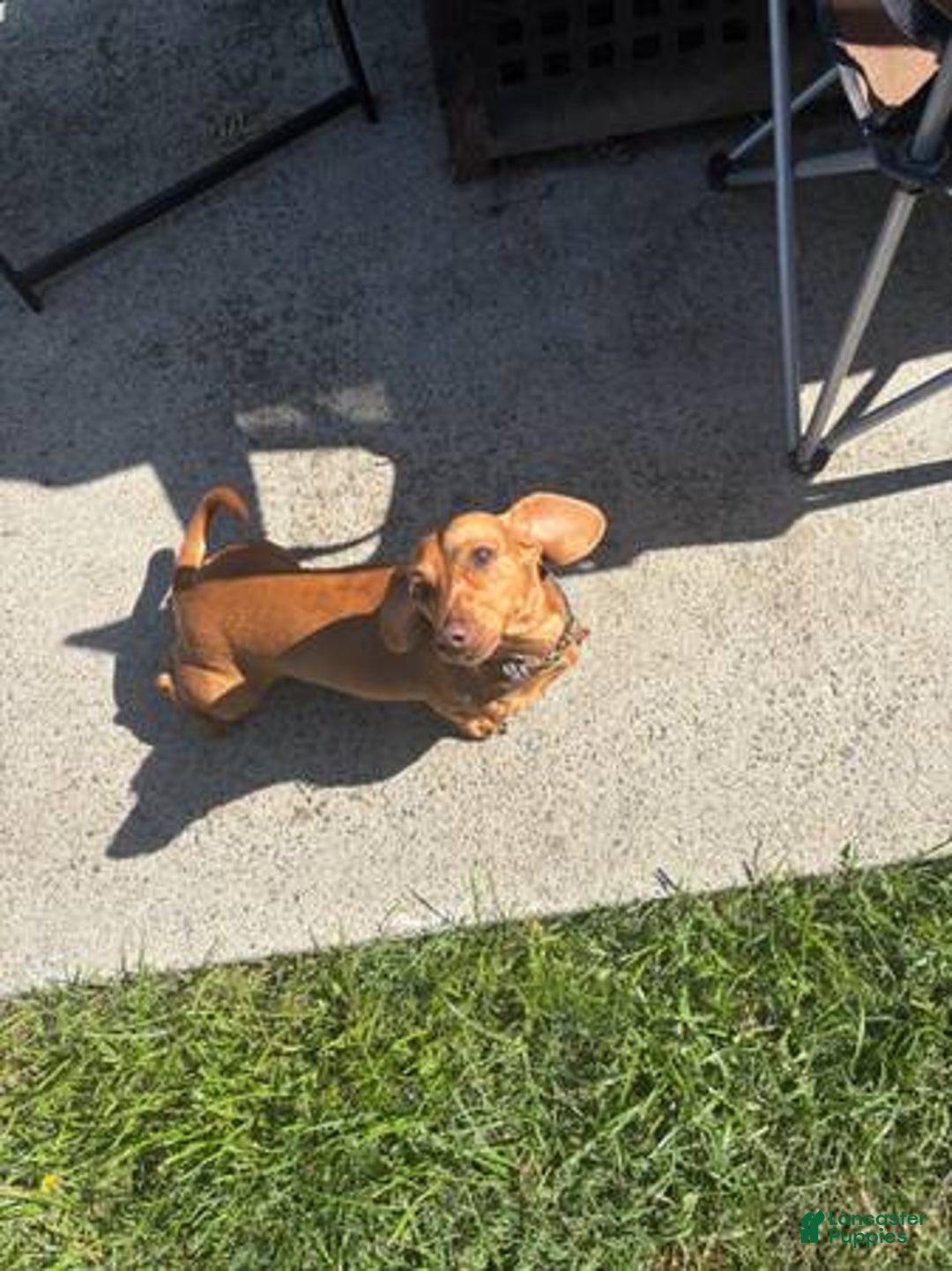 Miniature Dachshund dogs for sale: Penny - Image 4