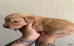Golden Retriever dogs for sale: Marley - Image 1