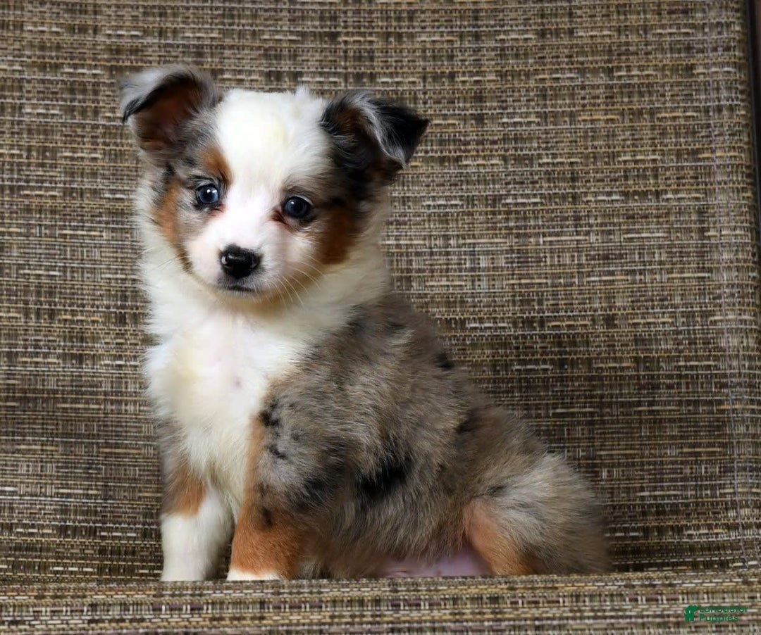  dogs for sale: Frisky - Image 1