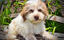 Havapoo dogs for sale: Vegas - Image 15