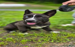 Dutch Shepherd dogs for sale: Puppy - Image 5