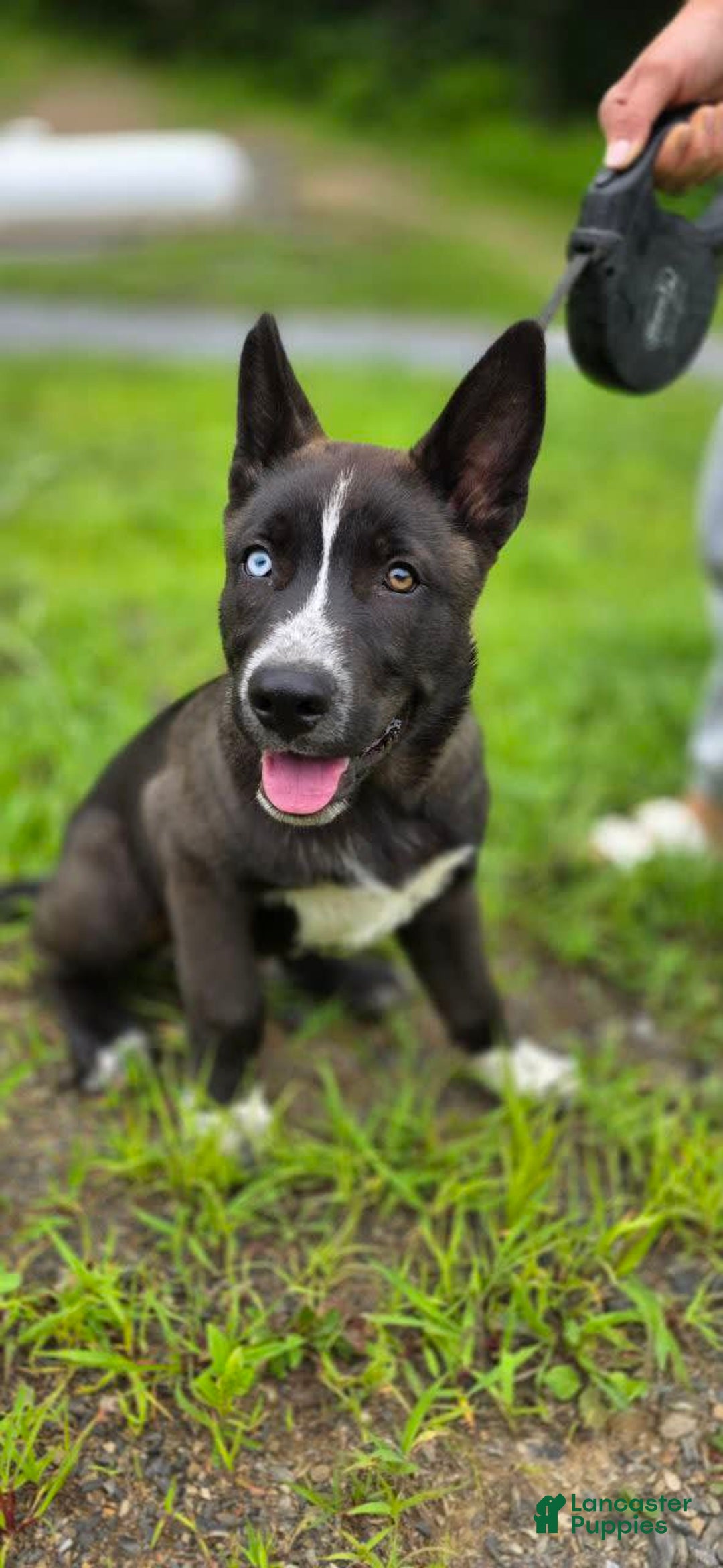 Dutch Shepherd dogs for sale: Puppy - Image 5