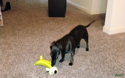 Dachshund dogs for sale: Sophie - Image 2