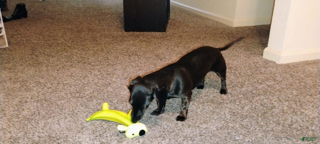 Dachshund dogs for sale: Sophie - Image 2