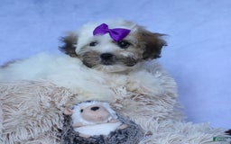 Shihpoo dogs for sale: Scarlett - Image 16