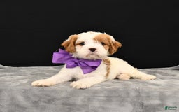 Cavapoo dogs for sale: Caramel - Image 5