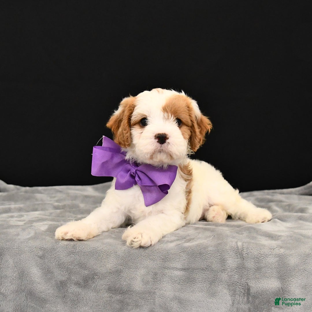 Cavapoo dogs for sale: Caramel - Image 5