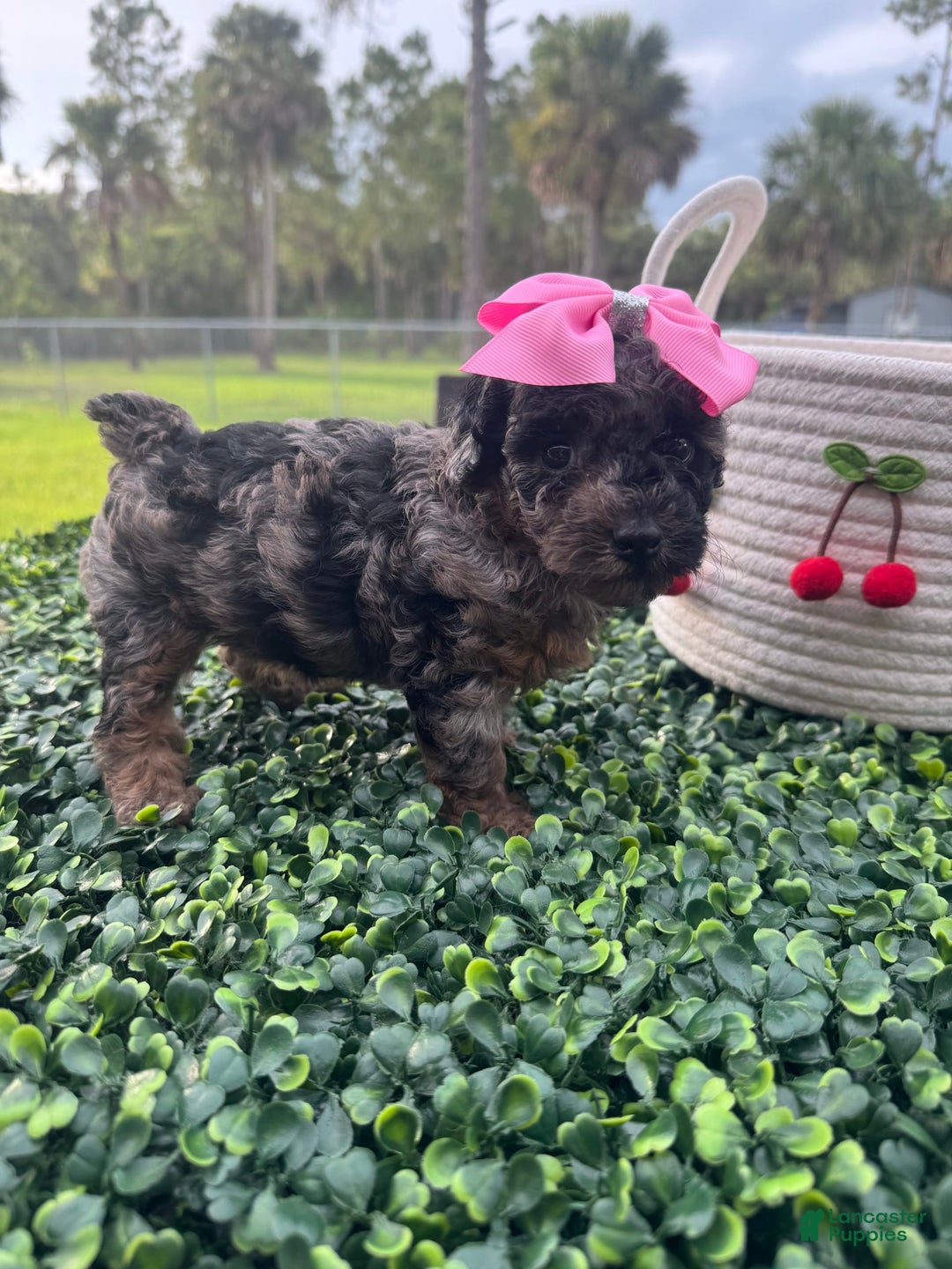 Maltipoo dogs for sale: Maria - Image 1