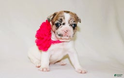 French Bulldog dogs for sale: Athena Akc - Image 39