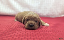 Cavapoo dogs for sale: Garrett - Image 8