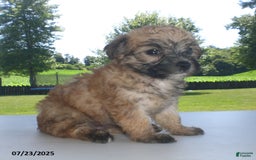 Yorkiepoo dogs for sale: Sally - Image 5