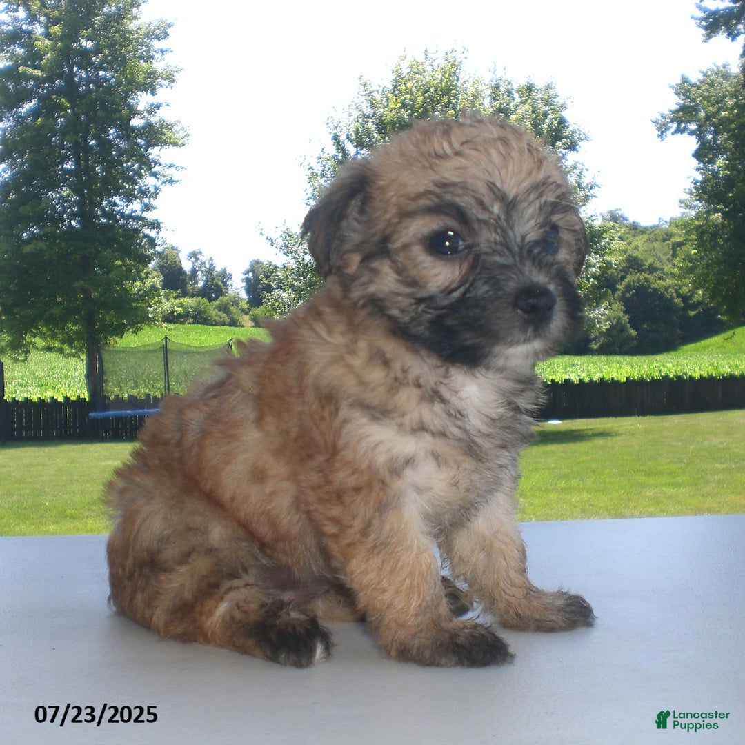 Yorkiepoo dogs for sale: Sally - Image 5