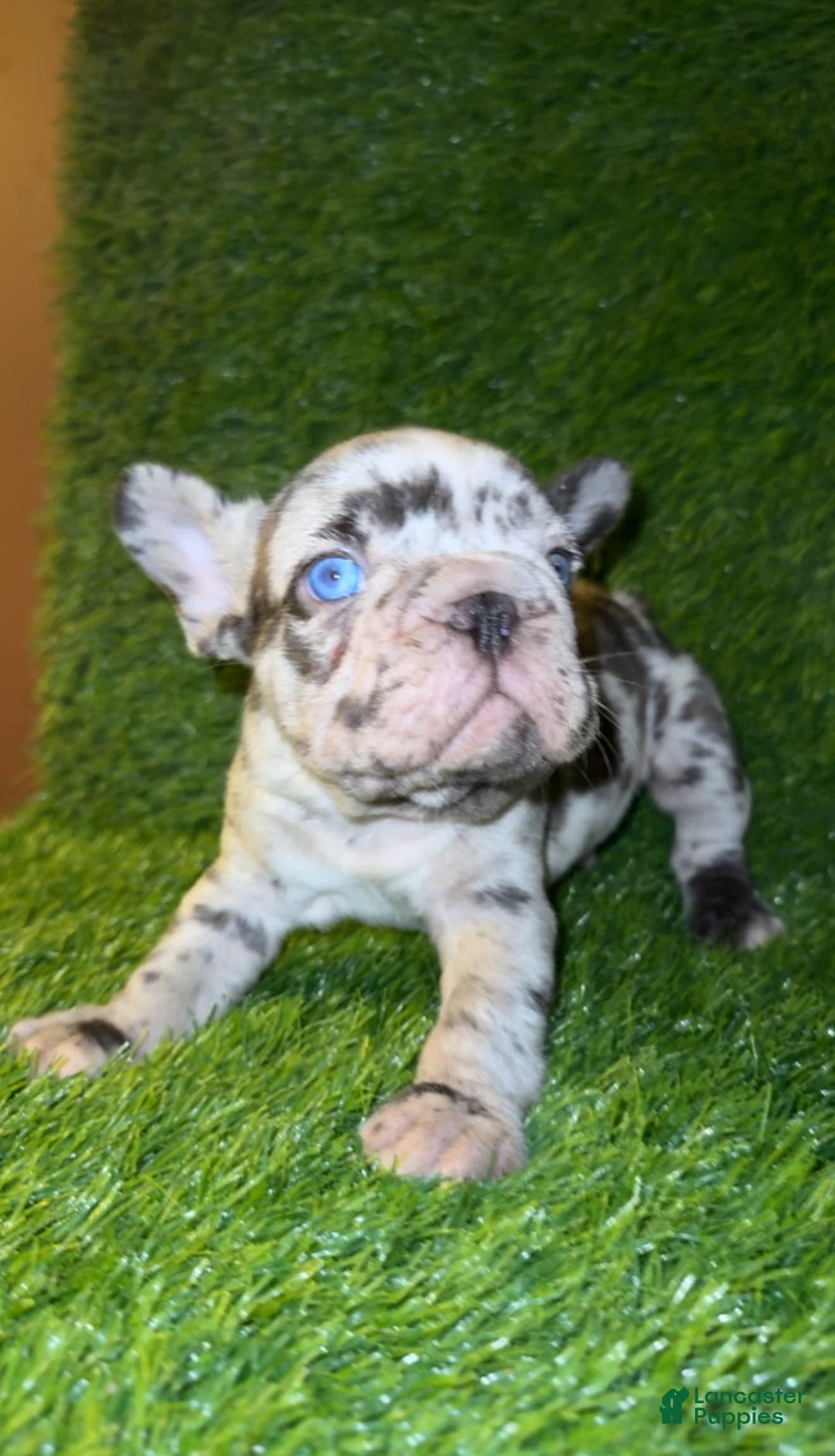 French Bulldog dogs for sale: Sky - Image 6