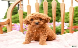 Cockapoo dogs for sale: Daisy - Image 7