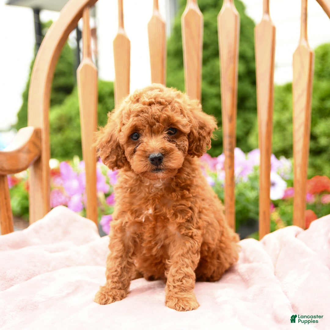 Cockapoo dogs for sale: Daisy - Image 7