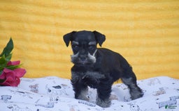 Miniature Schnauzer dogs for sale: Veronica - Image 5