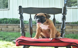 Boxer dogs for sale: Faye - Image 5