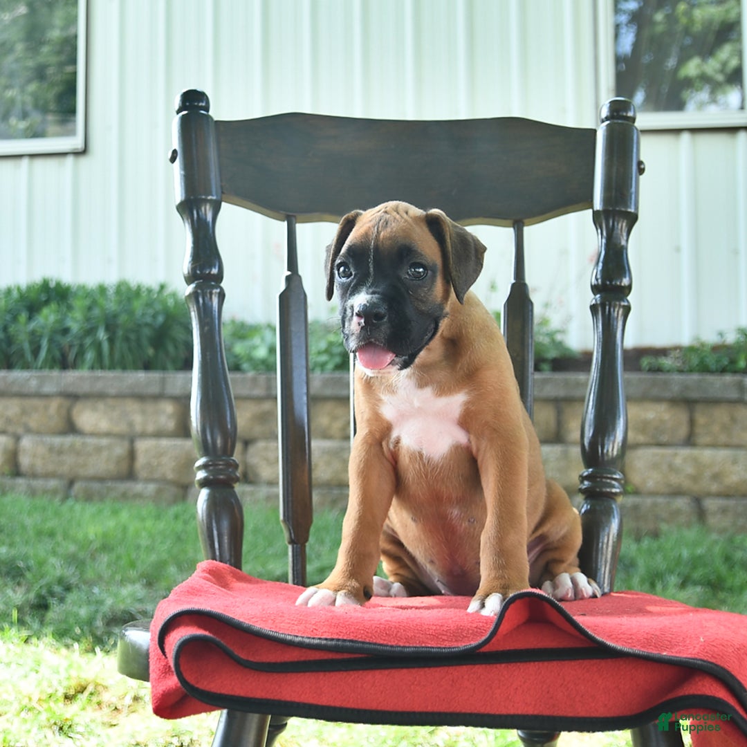 Boxer dogs for sale: Faye - Image 5