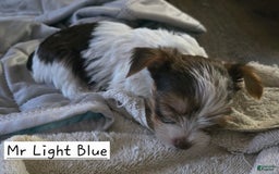 Yorkshire Terrier dogs for sale: Mr Light Blue - Image 3