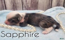 Chinese Crested dogs for sale: Sapphire - Image 1