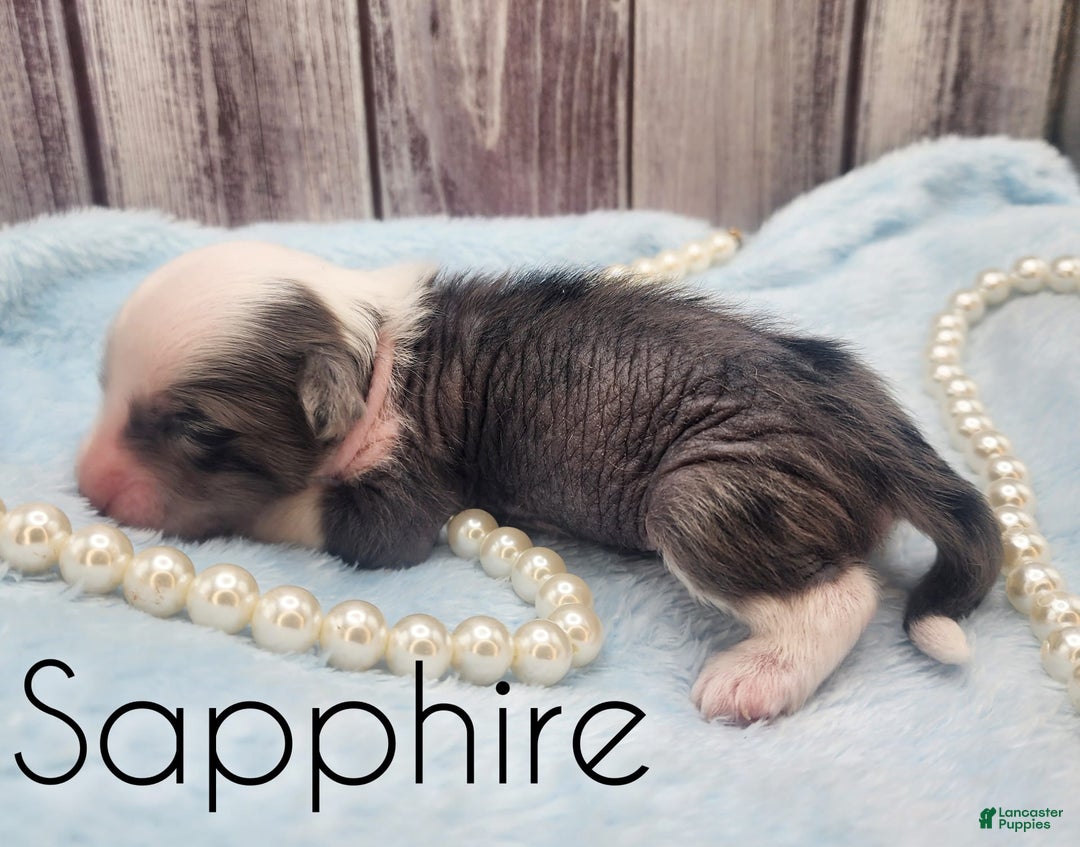 Chinese Crested dogs for sale: Sapphire - Image 1