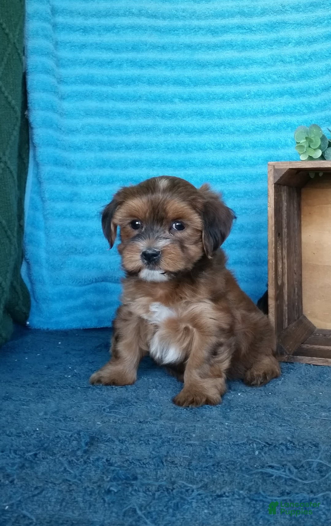 Havanese dogs for sale: Brooke - Image 1