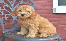 Cockapoo dogs for sale: Kipling - Image 2