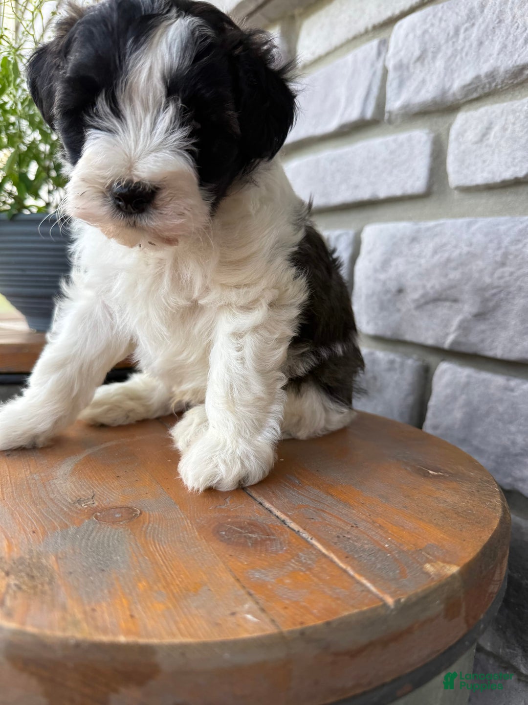 Teddy Bear dogs for sale: Teddy Bear 3 puppies - Image 4