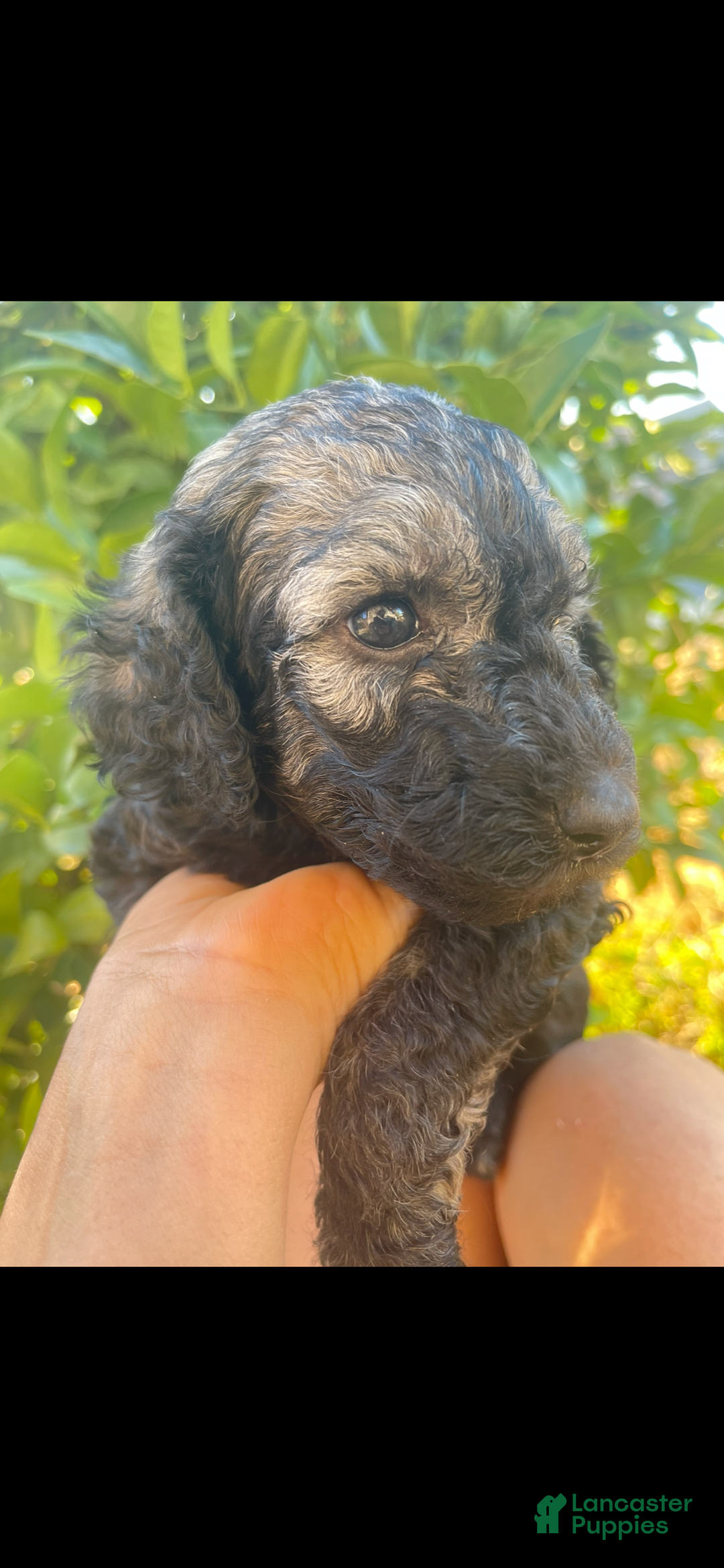 Standard Poodle dogs for sale: Pinta - Image 2