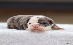 English Bulldog dogs for sale: Toby - Image 2