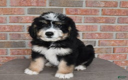 Bernedoodle dogs for sale: Max - Image 5