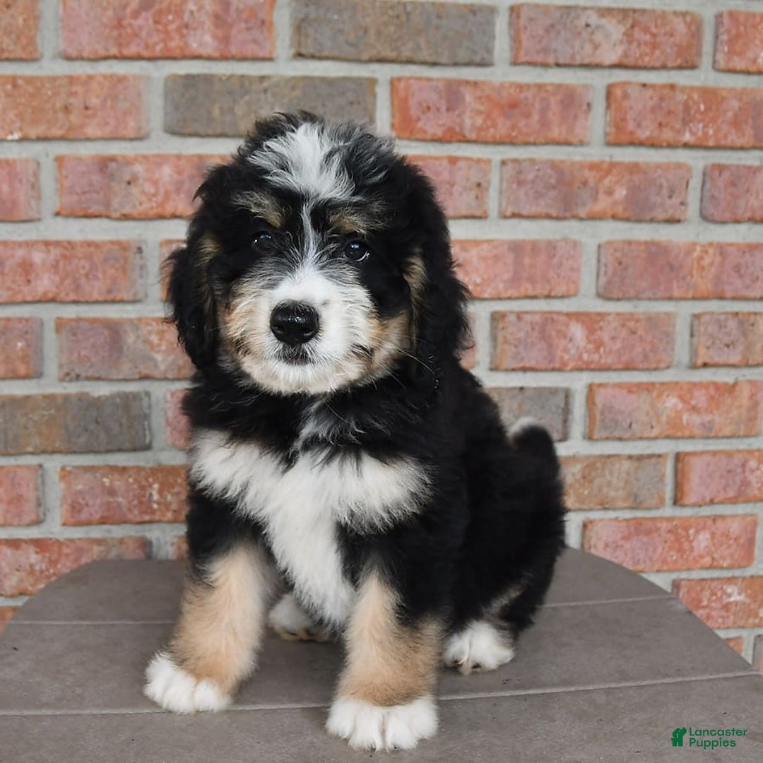 Bernedoodle dogs for sale: Max - Image 5