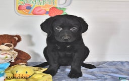 Labrador Retriever dogs for sale: Chloe - Image 7