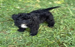 Pomapoo dogs for sale: Poo bear - Image 2