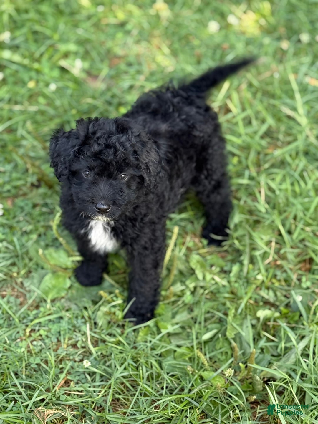 Pomapoo dogs for sale: Poo bear - Image 2