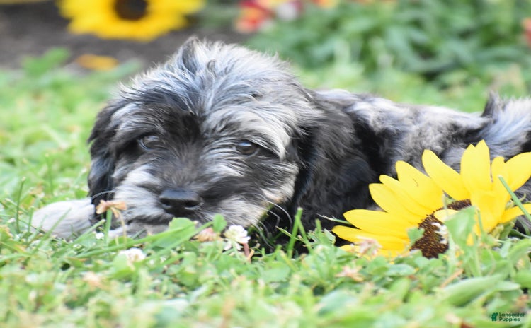 Mini Goldendoodle dogs for sale - Ad 1