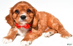 Cavalier King Charles Spaniel dogs for sale: Patrick - Image 2