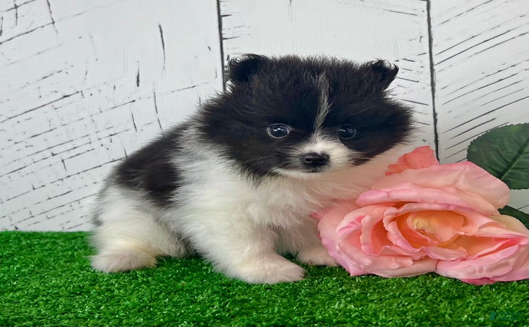 Pomeranian dogs - Advert 23