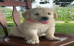 Golden Retriever dogs for sale: Joyful Jewel - Image 8